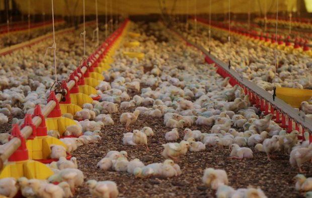 Japão retira embargo sobre importação do frango de Santa Catarina